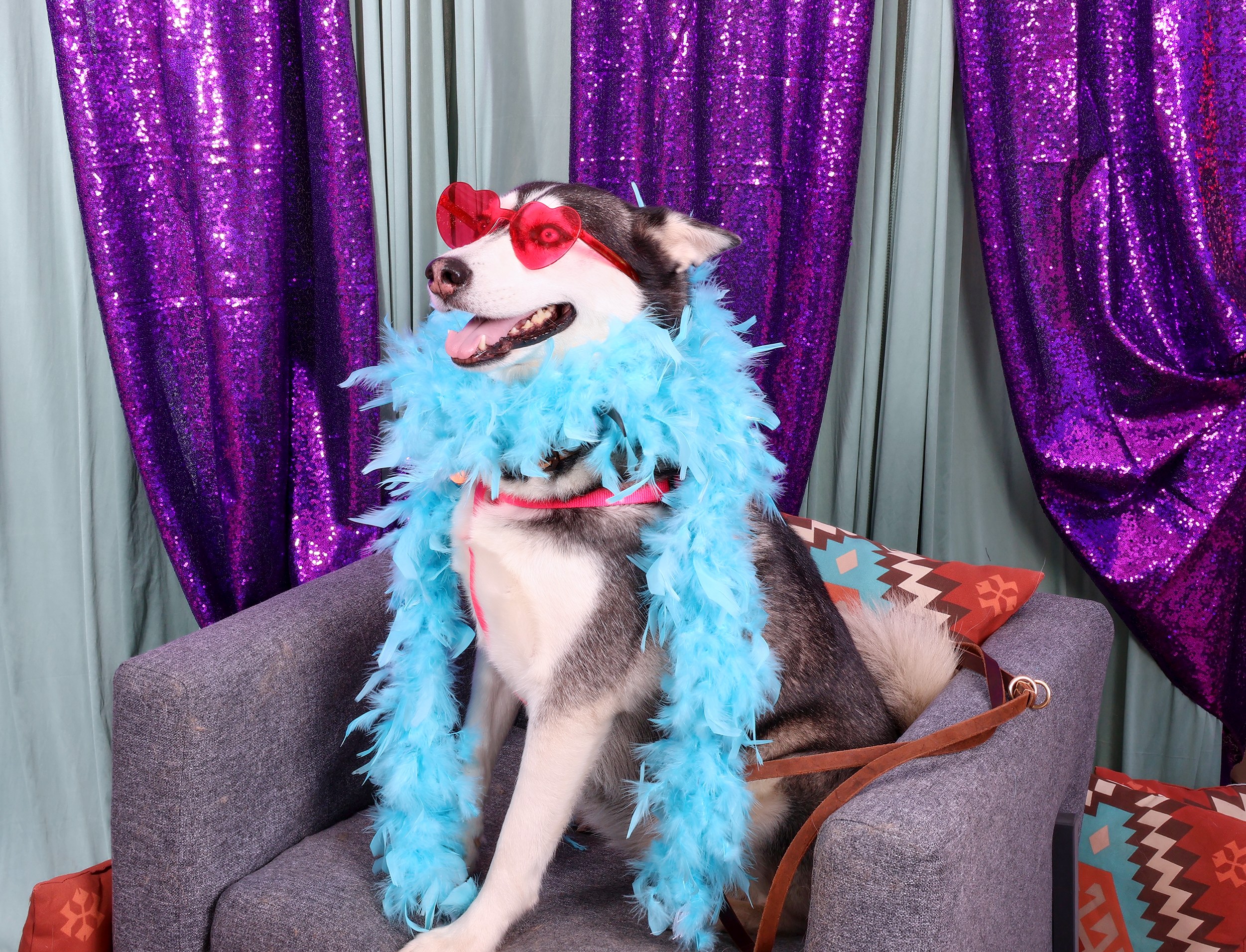NMDOG Fall Social FUNdraiser
